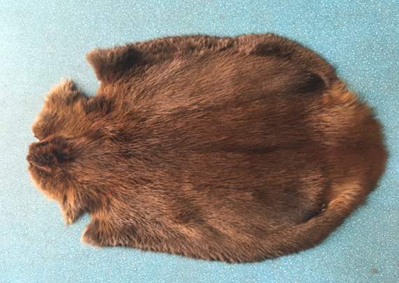 海狸是加拿大的国宝吗,加拿大国宝动物河狸简介