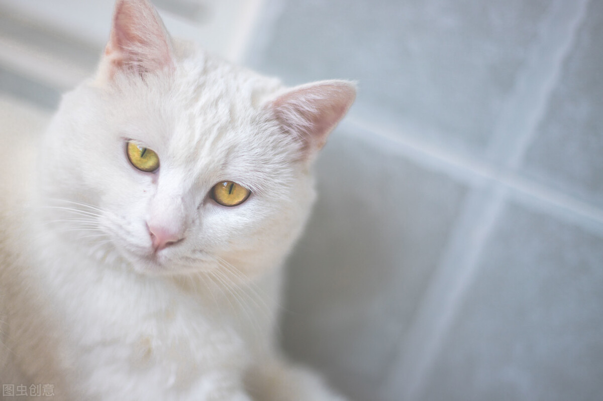 猫咪突然喜欢舔墙壁,猫咪突然喜欢舔其他猫