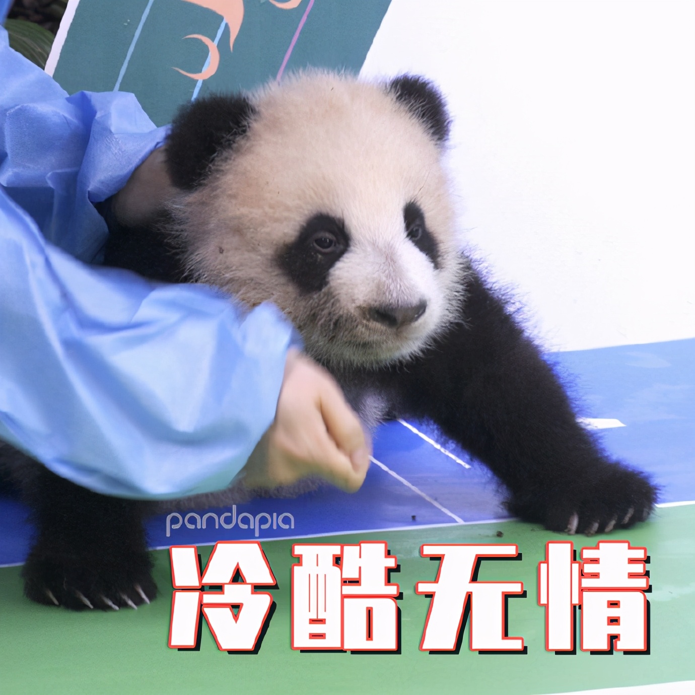 出彩“滚滚”|每一只熊猫都是潜力股......