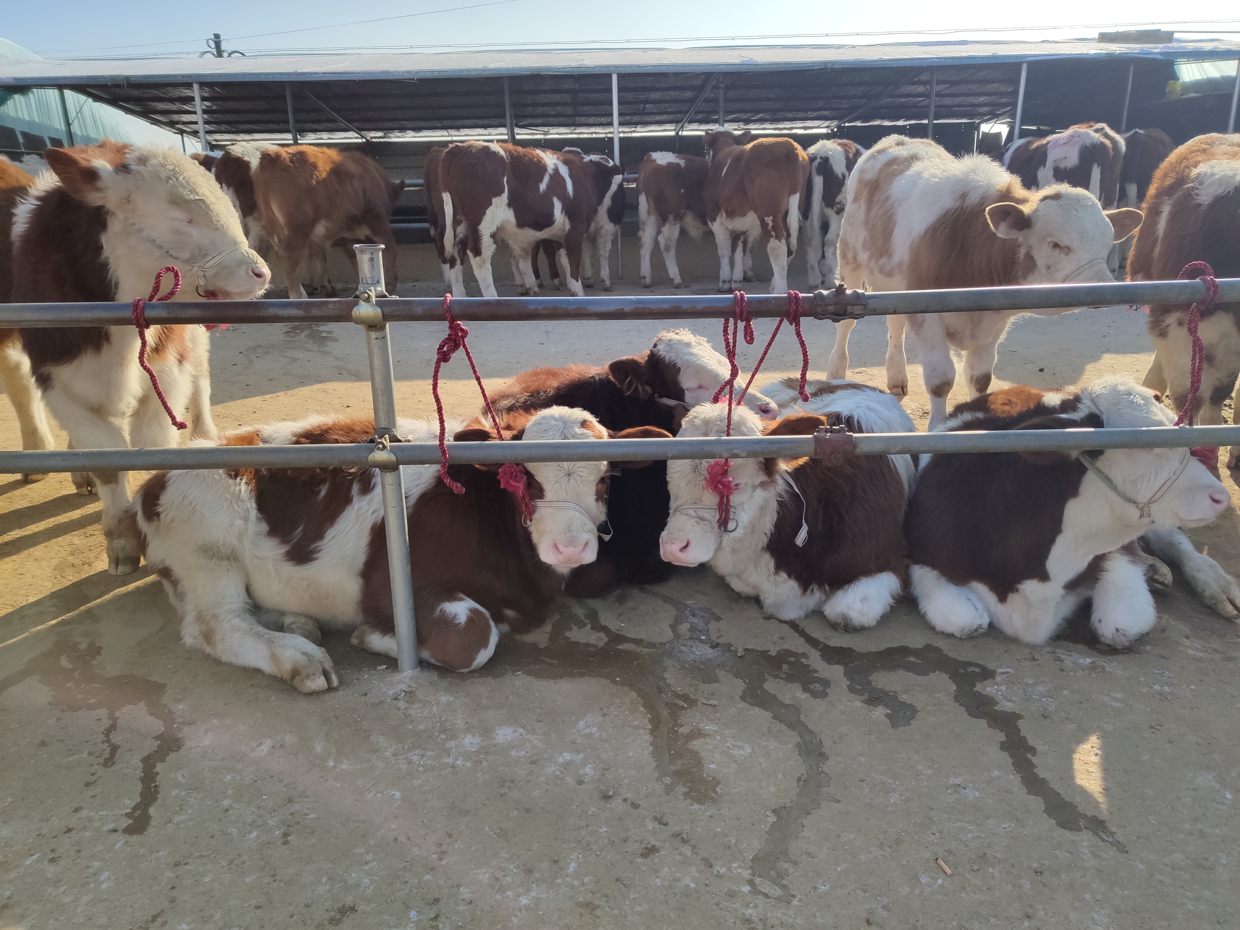 今年小牛价格为什么这么便宜,今年小牛价格是多少