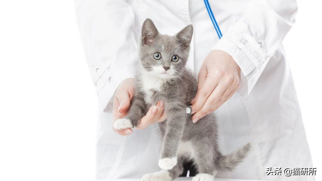 猫咪粪便检测出菌群超标,猫咪腹泻吐白色泡沫食欲还行