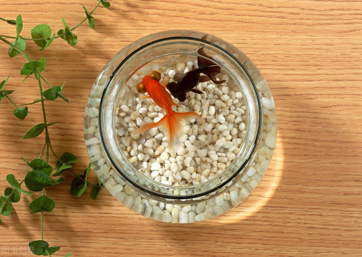 引滦入津后，天津人家家户户养金鱼，花鸟鱼虫市场眼花缭乱