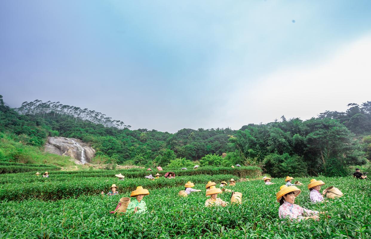 惠东县横坑五指嶂茶叶,横坑五指嶂价格