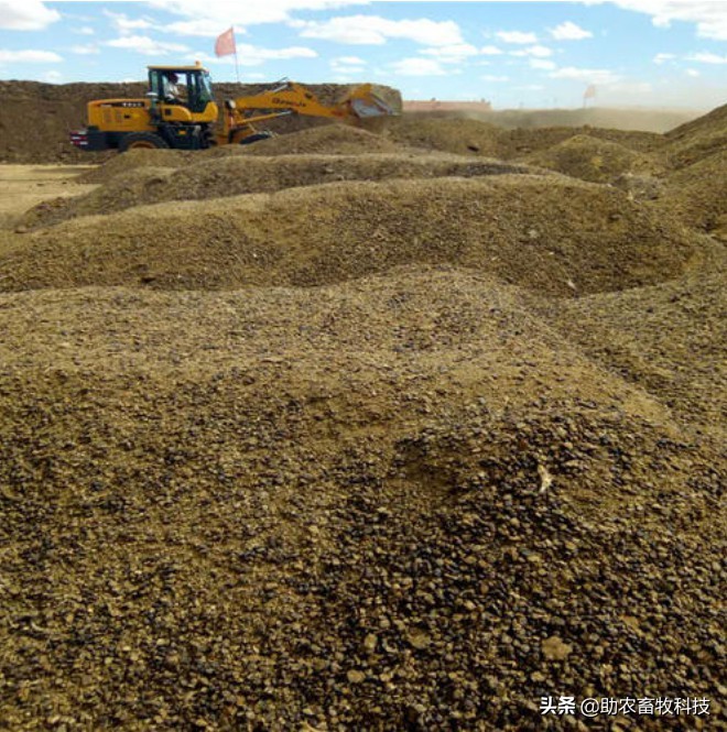 养羊夏季怎样减少骚臭味,养羊低温处理法