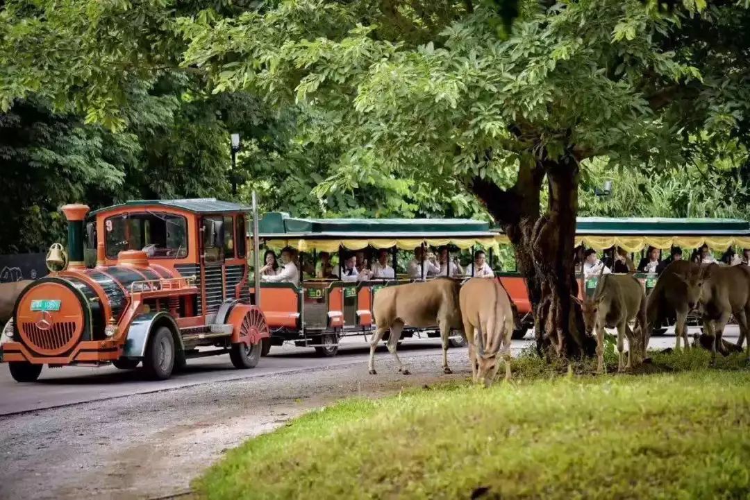 长隆野生动物世界营业时间,广州长隆野生动物园要玩多久