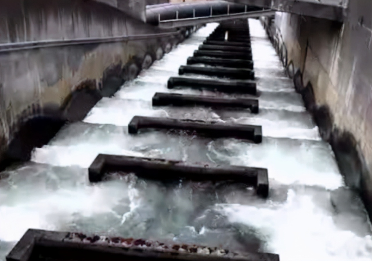 三峡水库最大鱼多重,蓄水20年三峡大坝号称鱼类天堂