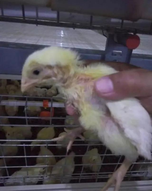 笼养肉鸡夏季管理,笼养肉鸡的管理