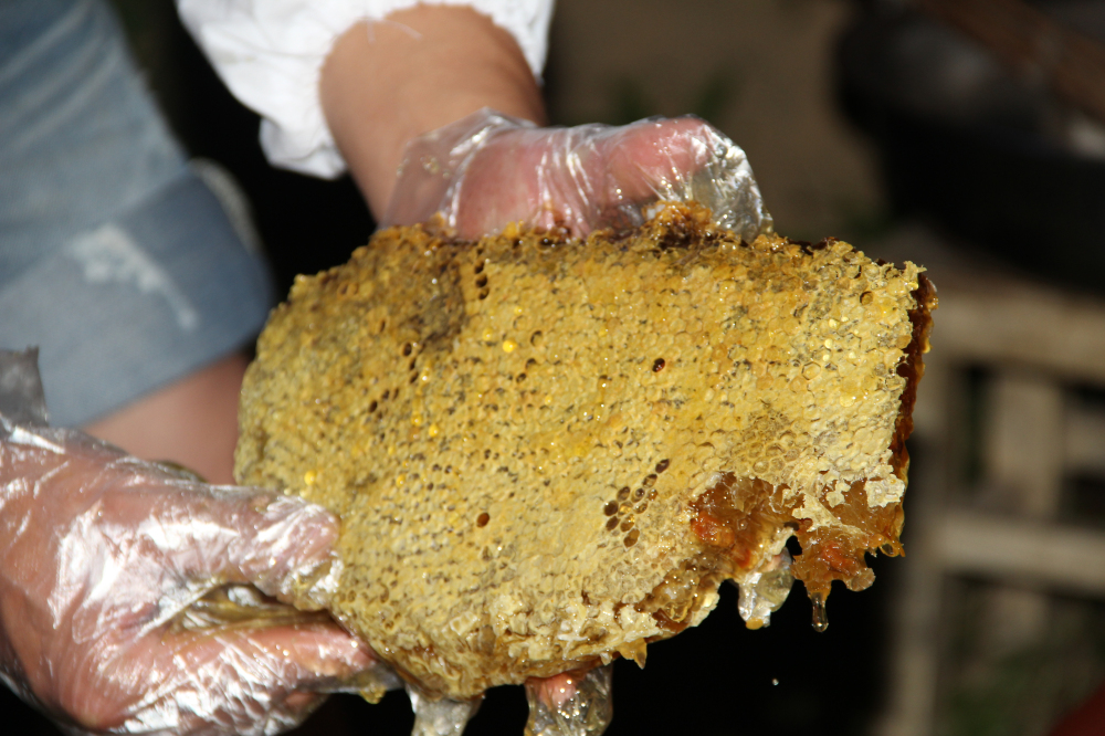 野蜂的口粮极为珍稀,一年等一次,再危险我们也要去“盗”一些!