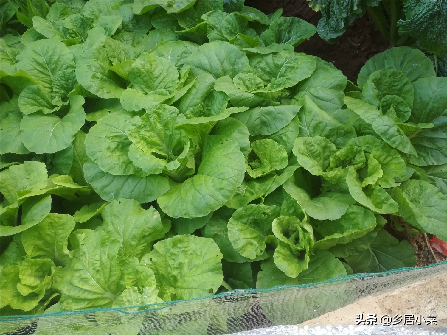 种蔬菜治虫的小妙招,种蔬菜打虫用什么药水