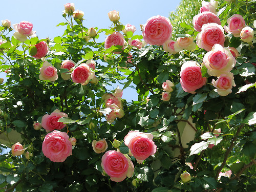 无刺四季开花藤本月季品种有哪些,耐热又耐寒的藤本月季有哪些品种