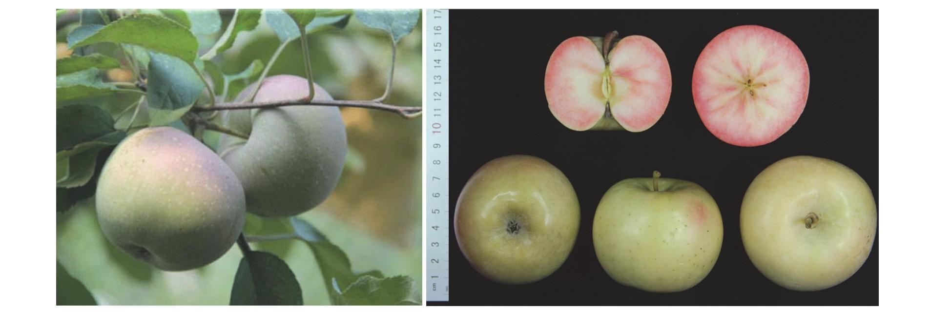 中国有哪些选育的新品种苹果,中国最新选育的富士系苹果品种