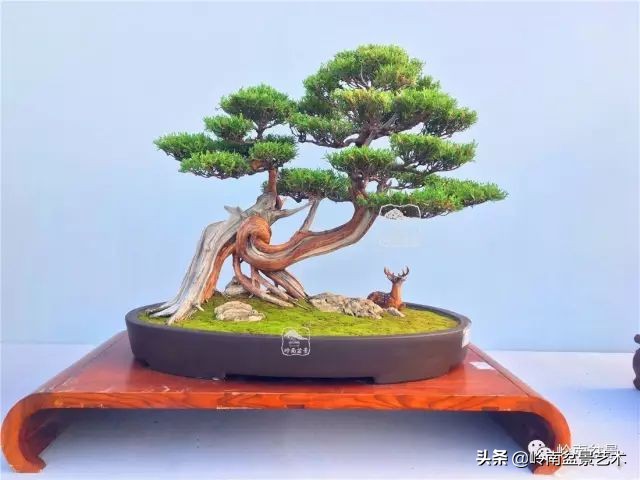 鎺㈡灊妞嶇墿,鎺㈡灊