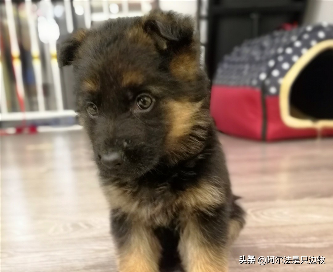 小德牧长不大了怎么办,小德牧几个月过了尴尬期