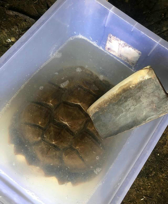 野外岸边发现乌龟,福建抓到的乌龟