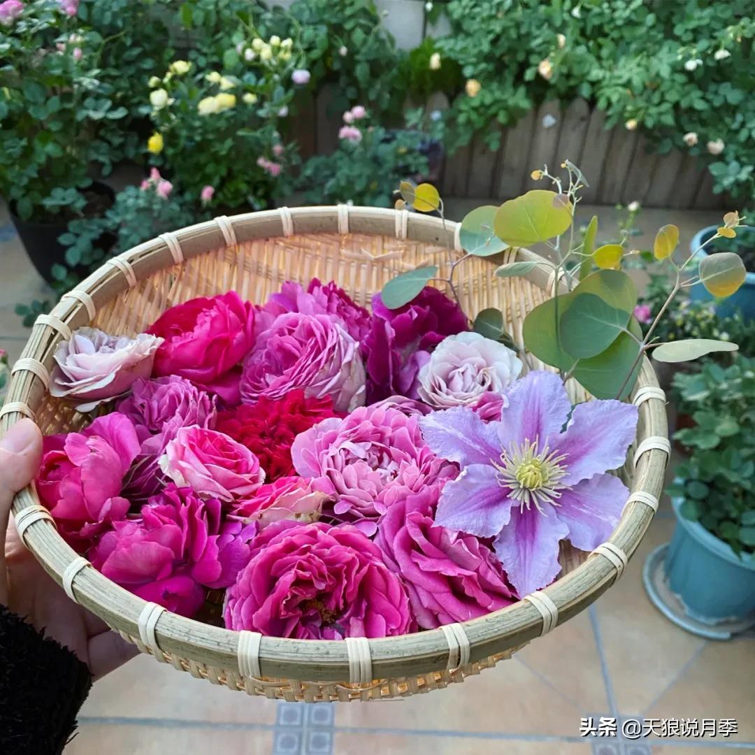 花友家的春花都开爆爆爆了，快来云赏花！（上）