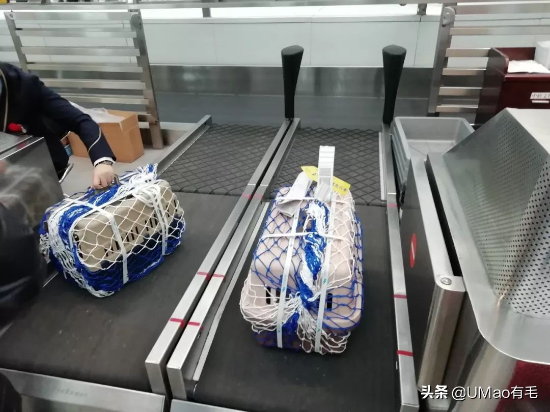 小猫咪托运怎样才最安全,如何托运小猫咪