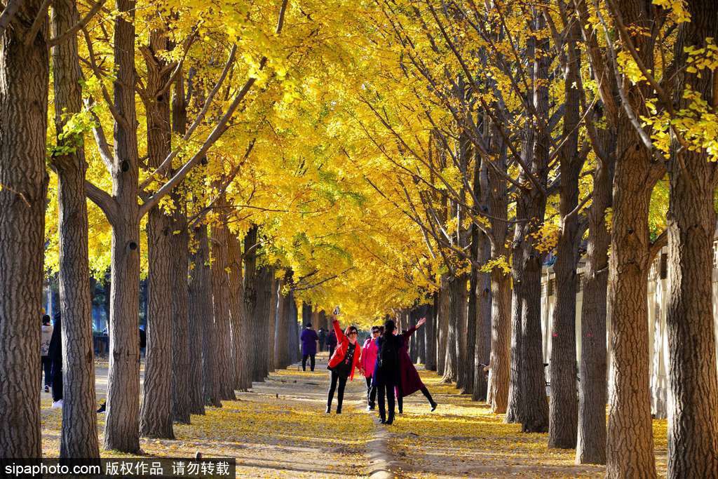 17处京城绝美银杏观赏点，看看有没有家门口的？