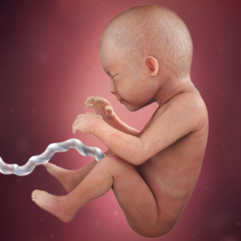 怀孕40周，胎宝宝每周长啥样？