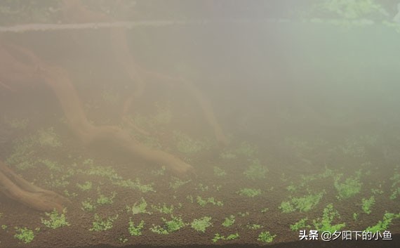 新开缸为什么水草都烂了,开缸没成功水草泥怎么办