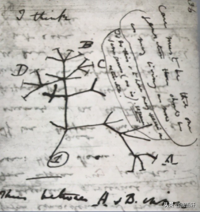 思维导图的基本画法,思维导图的作用与画法