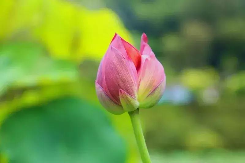 又到一年赏荷季又见荷花,广州莲花山荷花