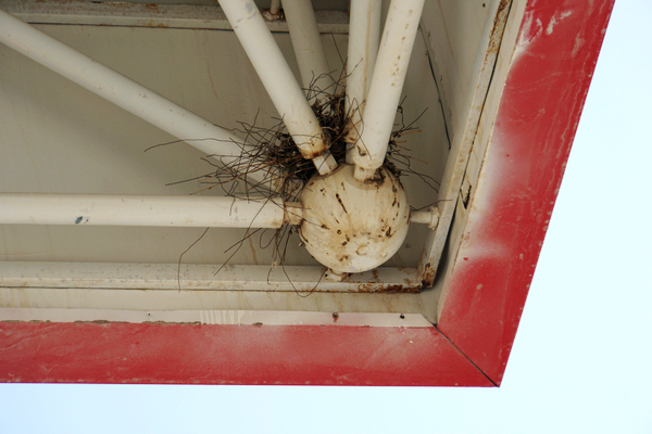 国外野生斑鸠窝图片,最简单斑鸠窝