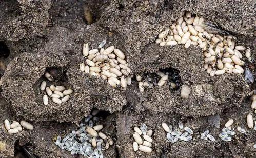 “蚂蚁搬家要下雨”不靠谱?看看蚂蚁的生活习性就知道是谁浅薄了