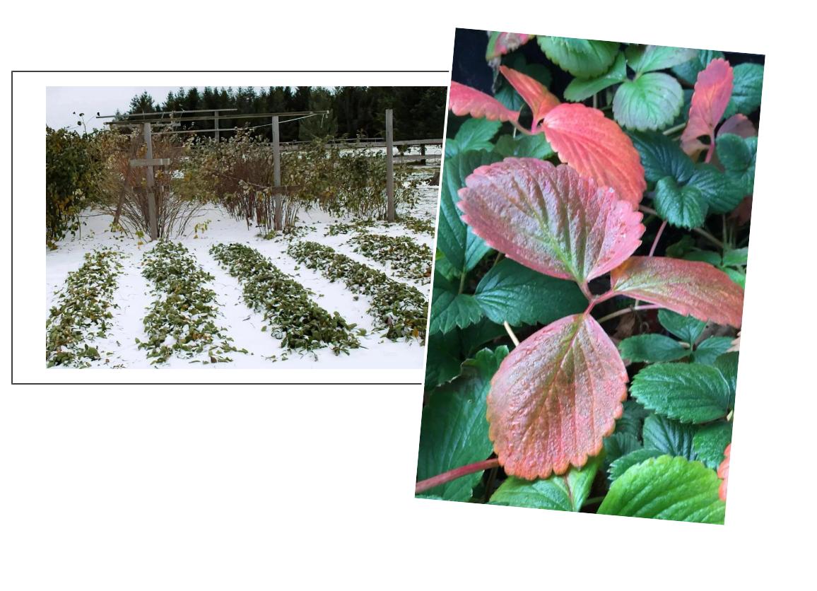 红花草莓托斯卡纳,红花草莓和白花草莓哪个好