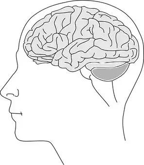 cnn最新研究消息,cnn公布最新研究