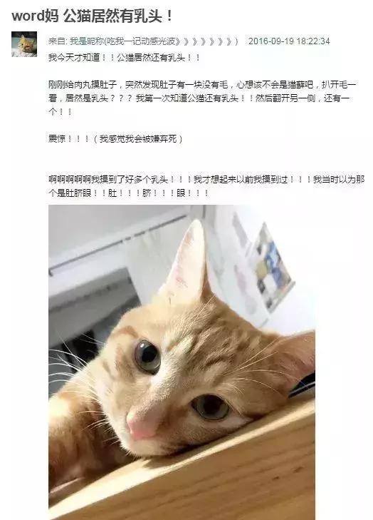公猫可以有多个乳房吗,公猫也长乳房吗