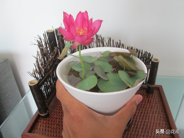 详解碗莲种植养护的方法完全篇,碗莲的种植从入门到放弃