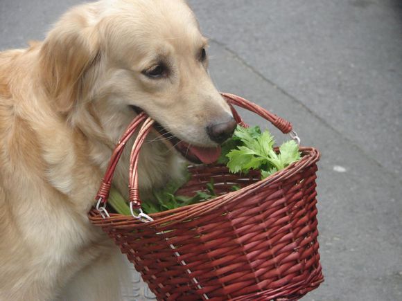 养金毛的好处与坏处,养金毛的6个好处