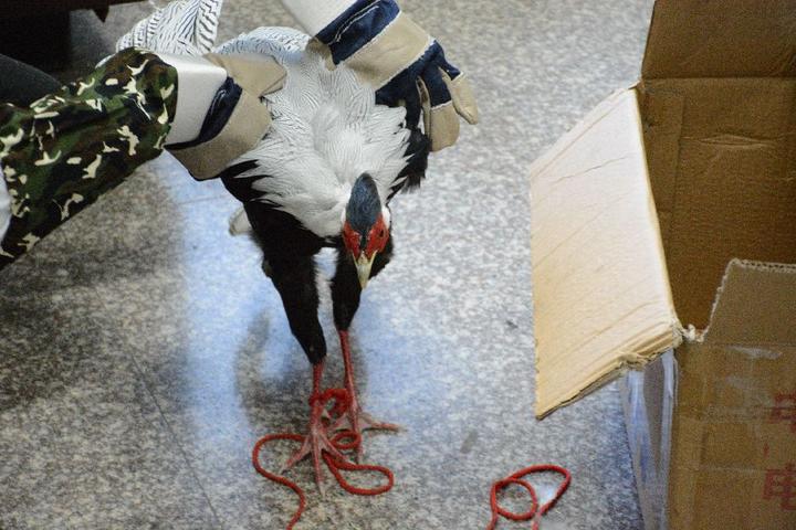 在山上捡的野山鸡,发现野生山鸡