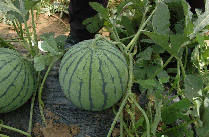 产后大腿出现妊娠纹是怎么回事,大腿长满了像妊娠纹一样的裂纹