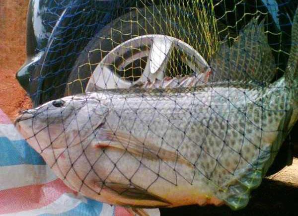 罗非鱼算不算入侵物种?离开非洲老家之后,它在全世界横行