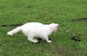 解密筋饼制作手法,解密筋膜激活骗局