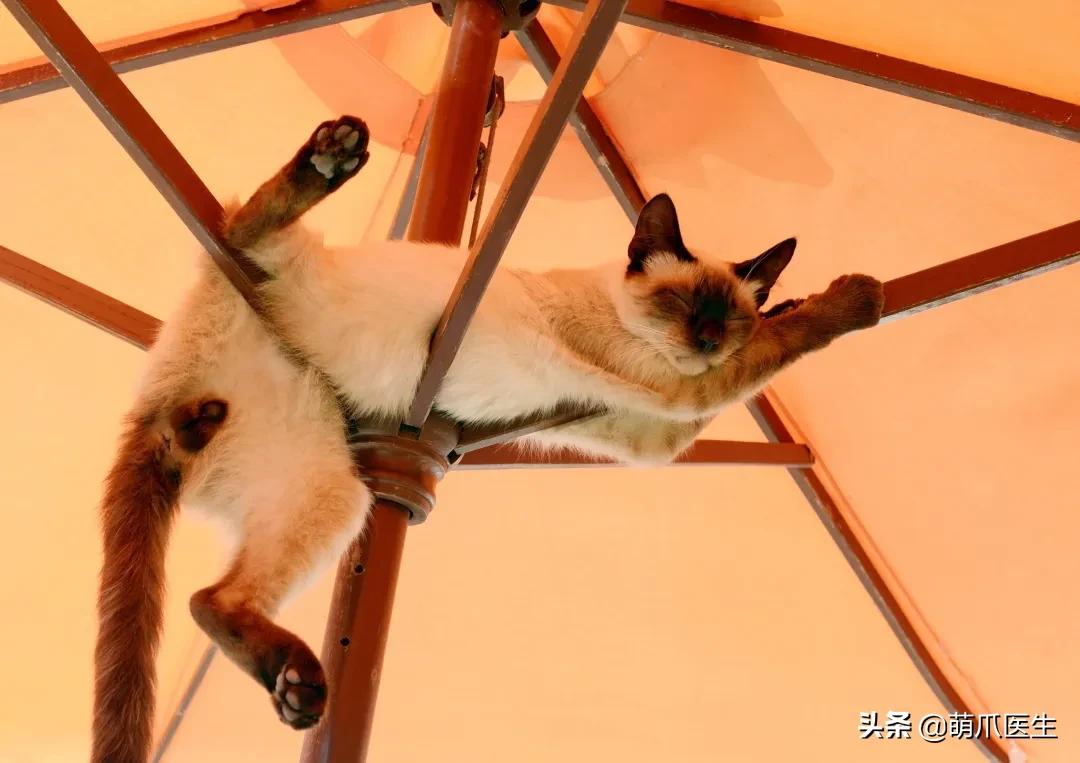 猫睡相太丑,因为猫样子丑所以被遗弃