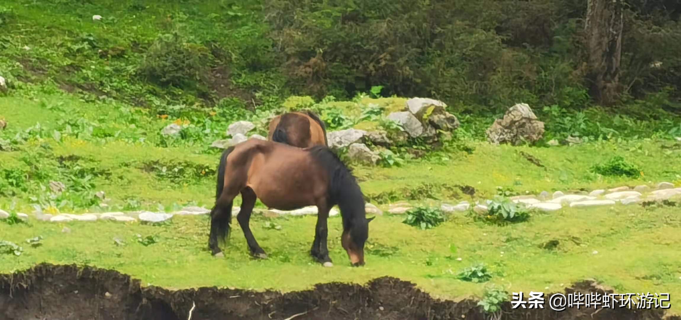 *藏西**行：我们翻越了这座高山后，我出现了头痛、想吐，怎么解决？