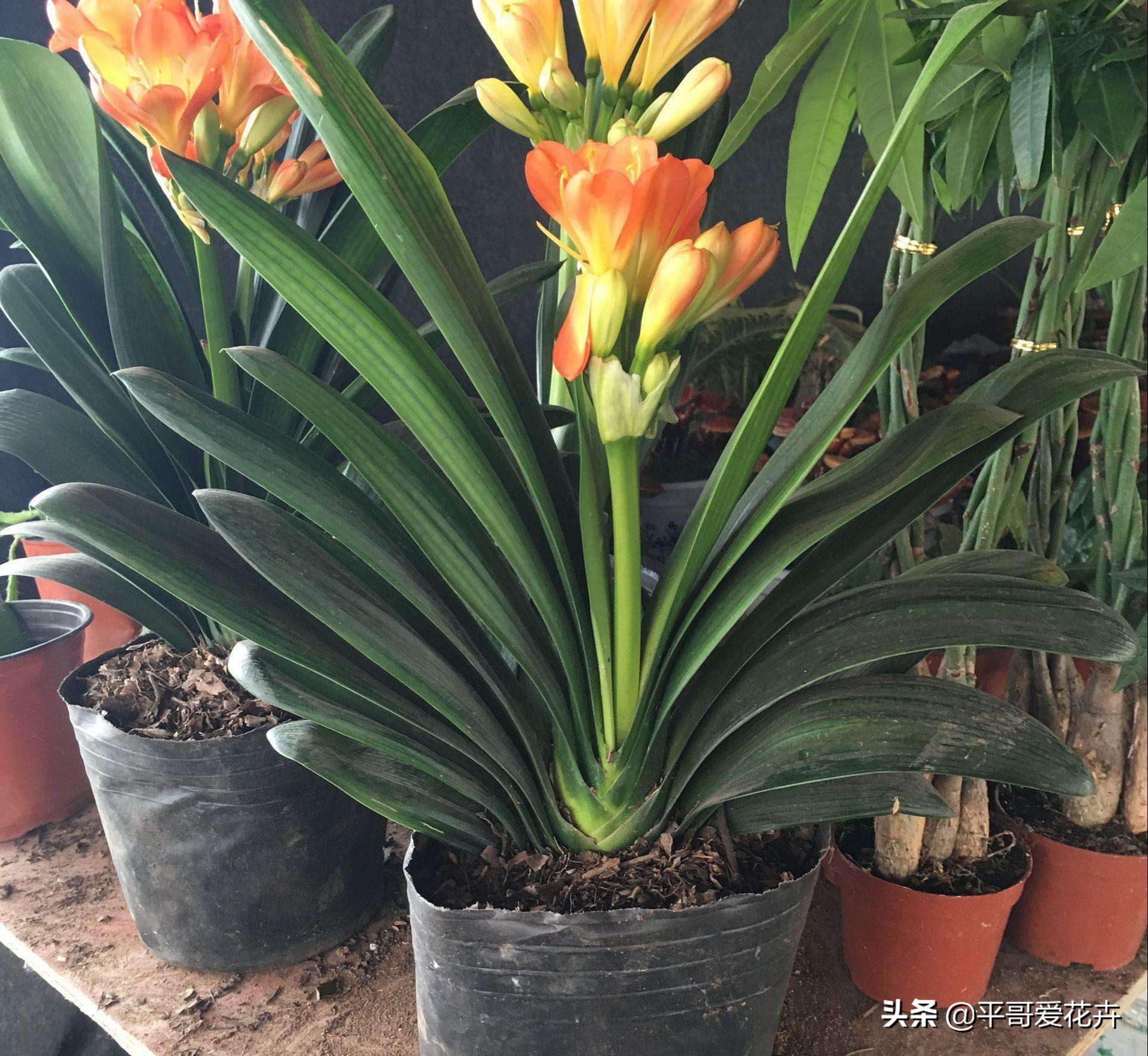 家里适合养的十种花和植物,家里养3种花一年四季开花不断