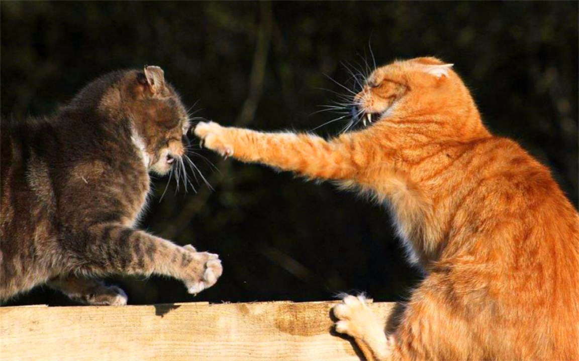 任何猫后颈被抓住猫都无法动弹吗,抓猫的后颈为什么猫不反抗