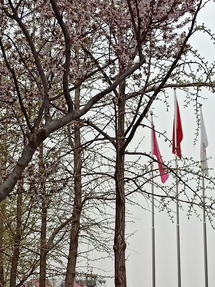 最喜欢在雨中徜徉的感觉,徜徉在雨中月季花海中