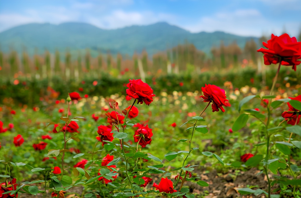 名人描写花的名言名句经典摘抄,古今与花有关的诗词名言名句