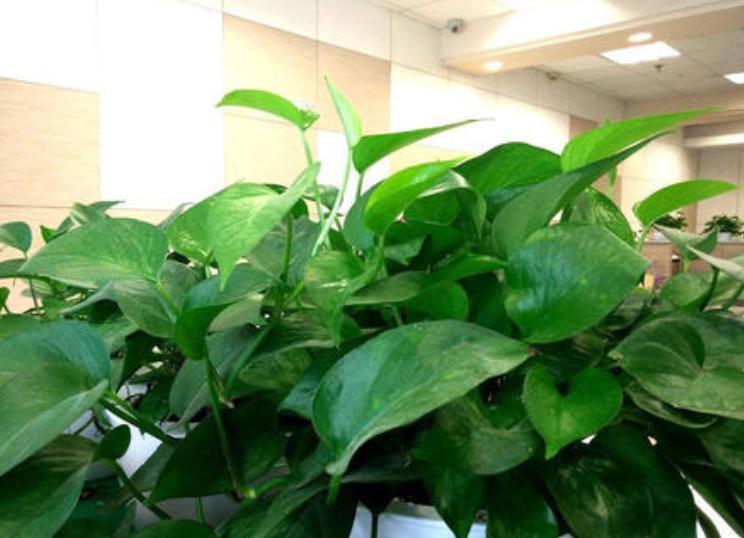 土培绿萝怎样让叶子生长快速,水培绿萝叶黄了怎么养才能更旺盛