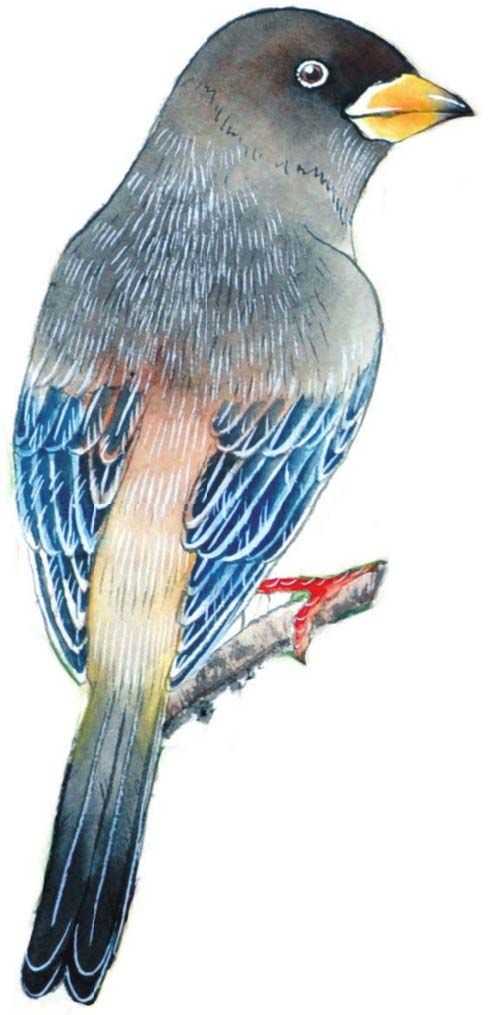 工笔画蜡嘴鸟的染色步骤,工笔画入门教程步骤图勾线