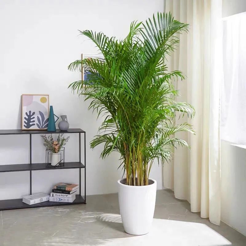 养散尾葵的正确方法,冬季室内养殖散尾葵如何养