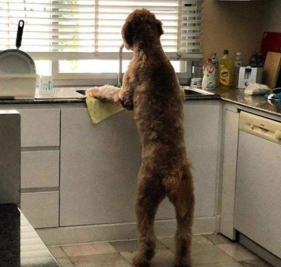 巨型贵宾犬为什么不建议养,巨型贵宾犬为什么少人饲养