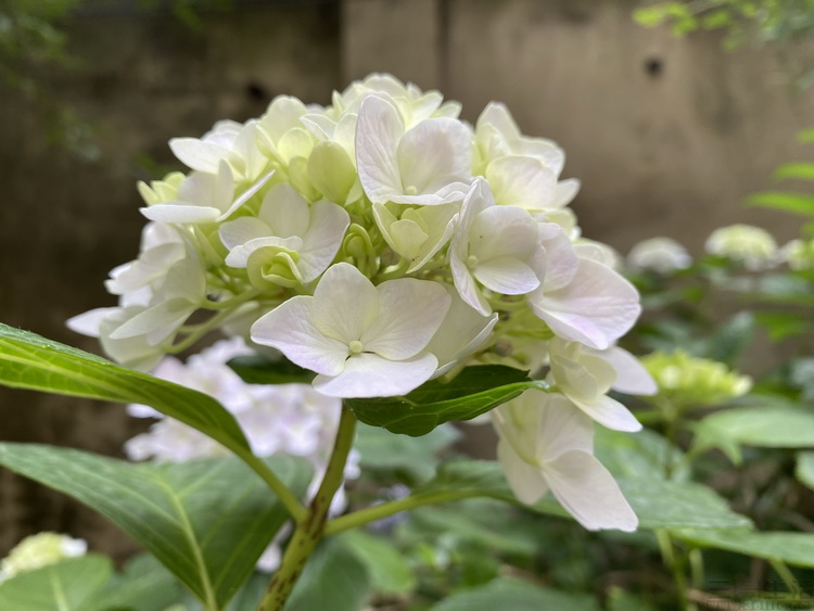 iphone和安卓使用3年对比,真实安卓用户眼里的iphone