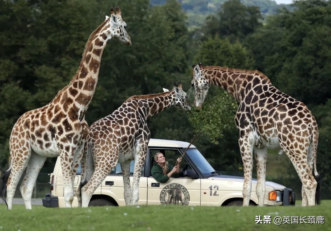 全球十大最受欢迎的野生动物园,伦敦十大动物园