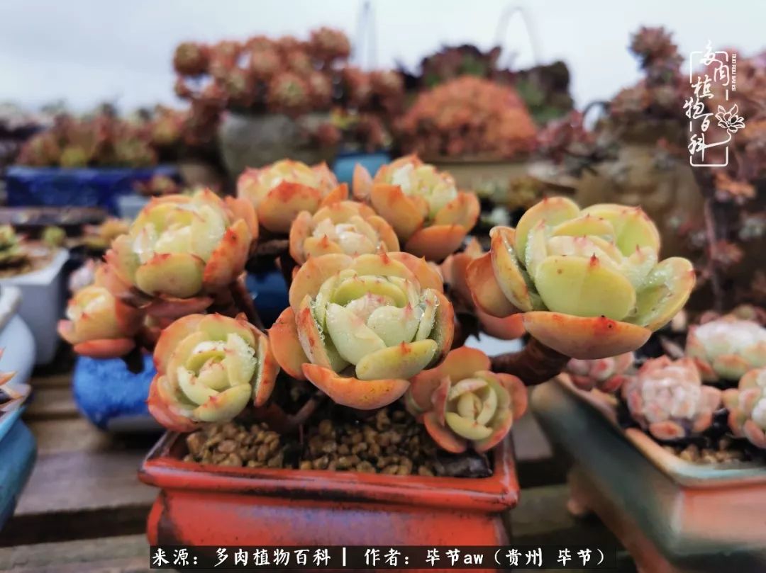 有多少次的会心一笑，全因多肉！那是一种心间流出的甜