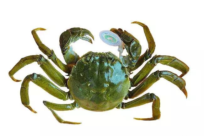 大闸蟹有必要买阳澄湖的吗,大闸蟹为什么阳澄湖出名